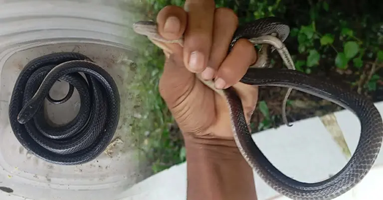 বরগুনায় ‘বড় কৃষ্ণকালাচ’ উদ্ধার